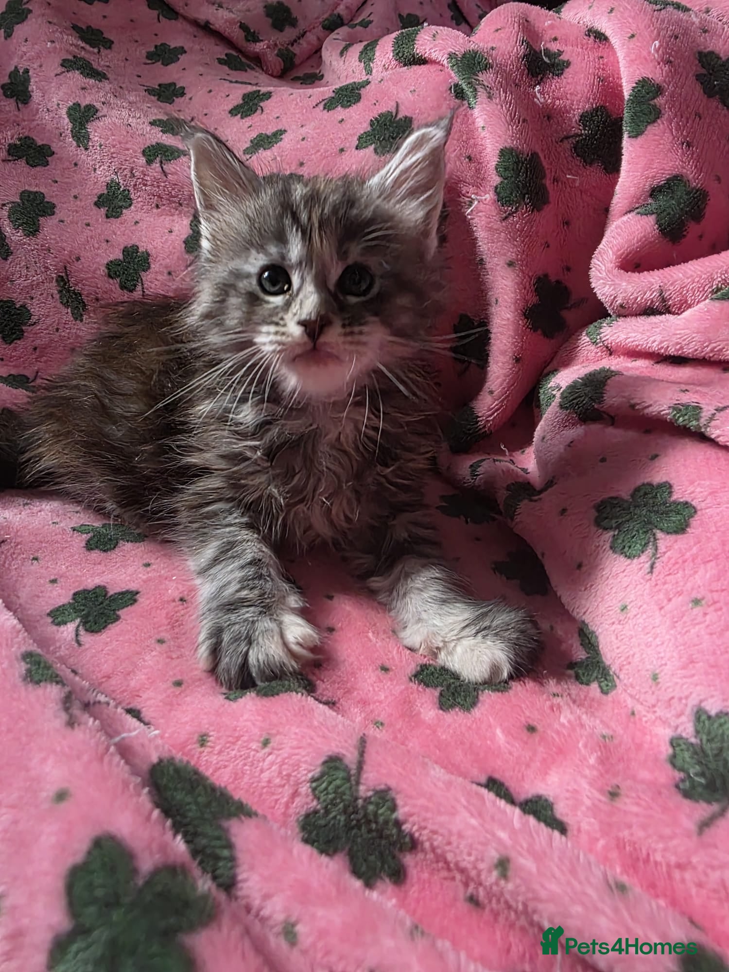 Maine Coon cats Maine coon kittens - Advert 8