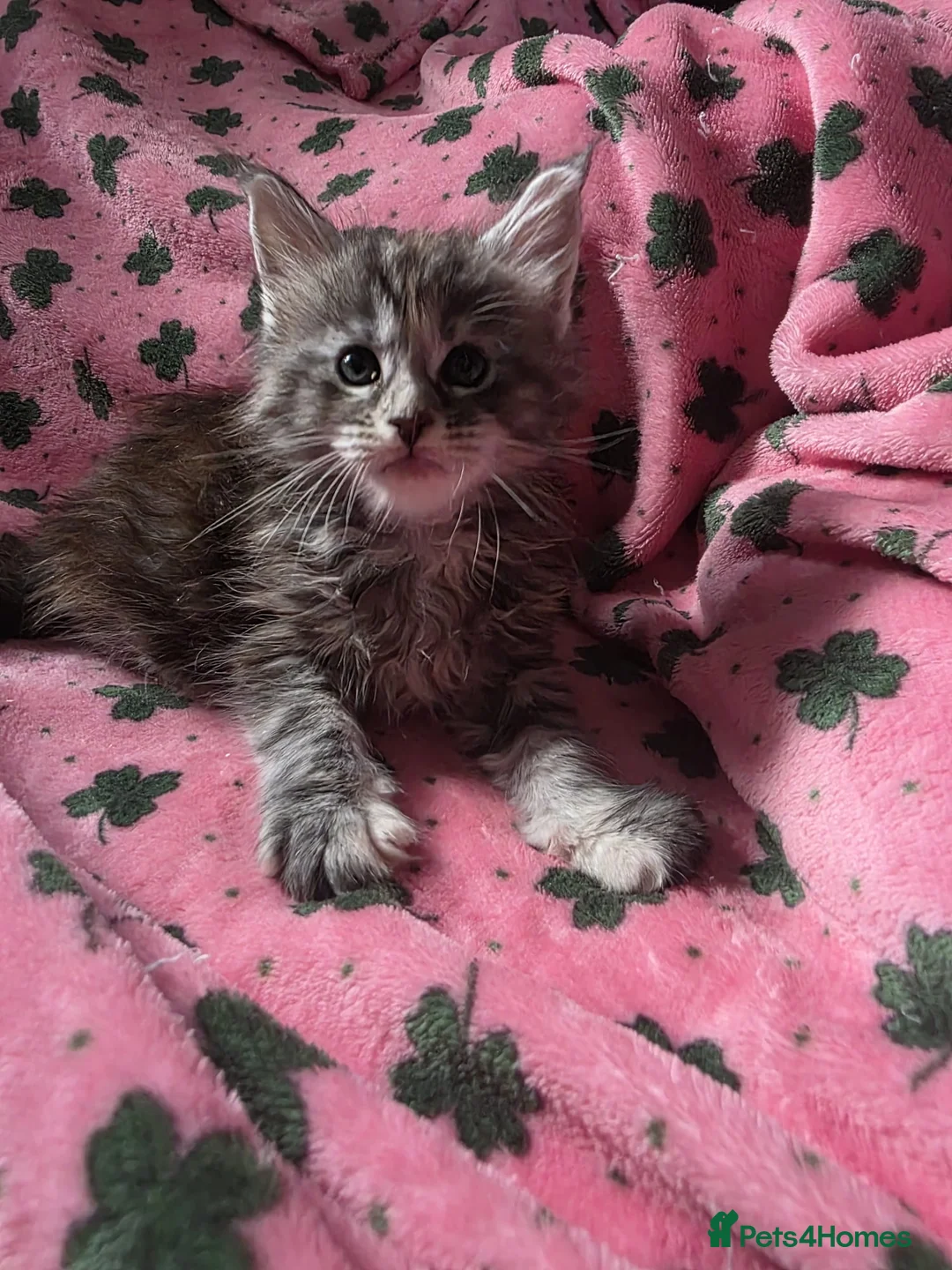 Maine Coon cats for sale: Maine coon kittens - Advert 1