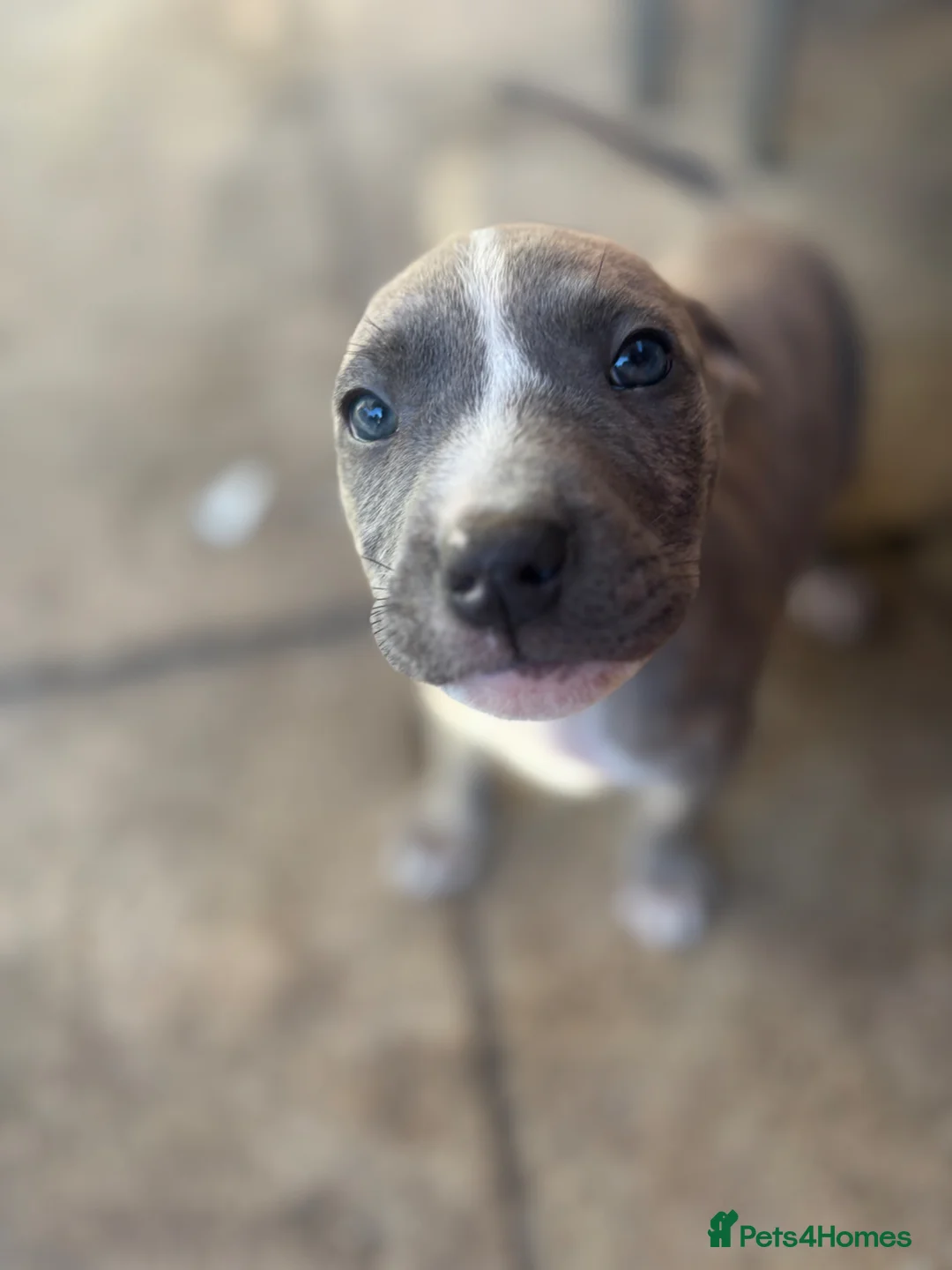 Mixed Breed dogs for sale: Presa x American bulldog puppies - Advert 2