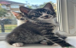 Bengal cats for sale: 6 Cross Bengal Kittens - Image 6