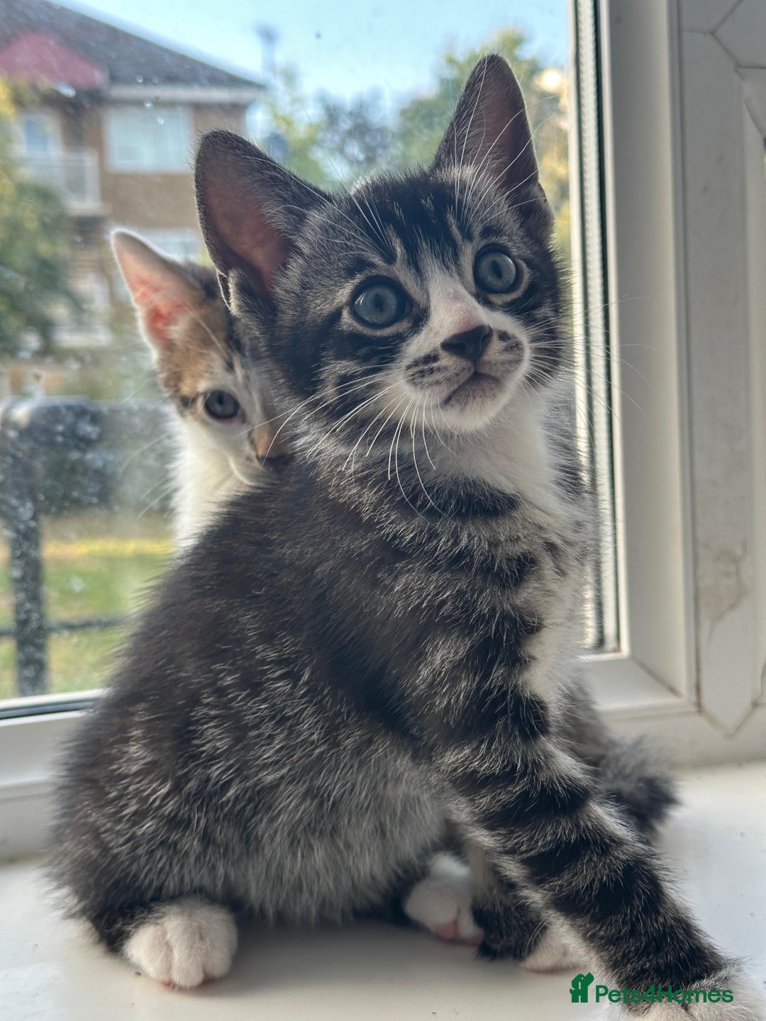 Bengal cats for sale: 6 Cross Bengal Kittens - Image 6