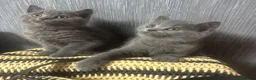 British Shorthair cats for sale:     British Shorthair Kittens – 3 Beautiful Girls - Advert 19