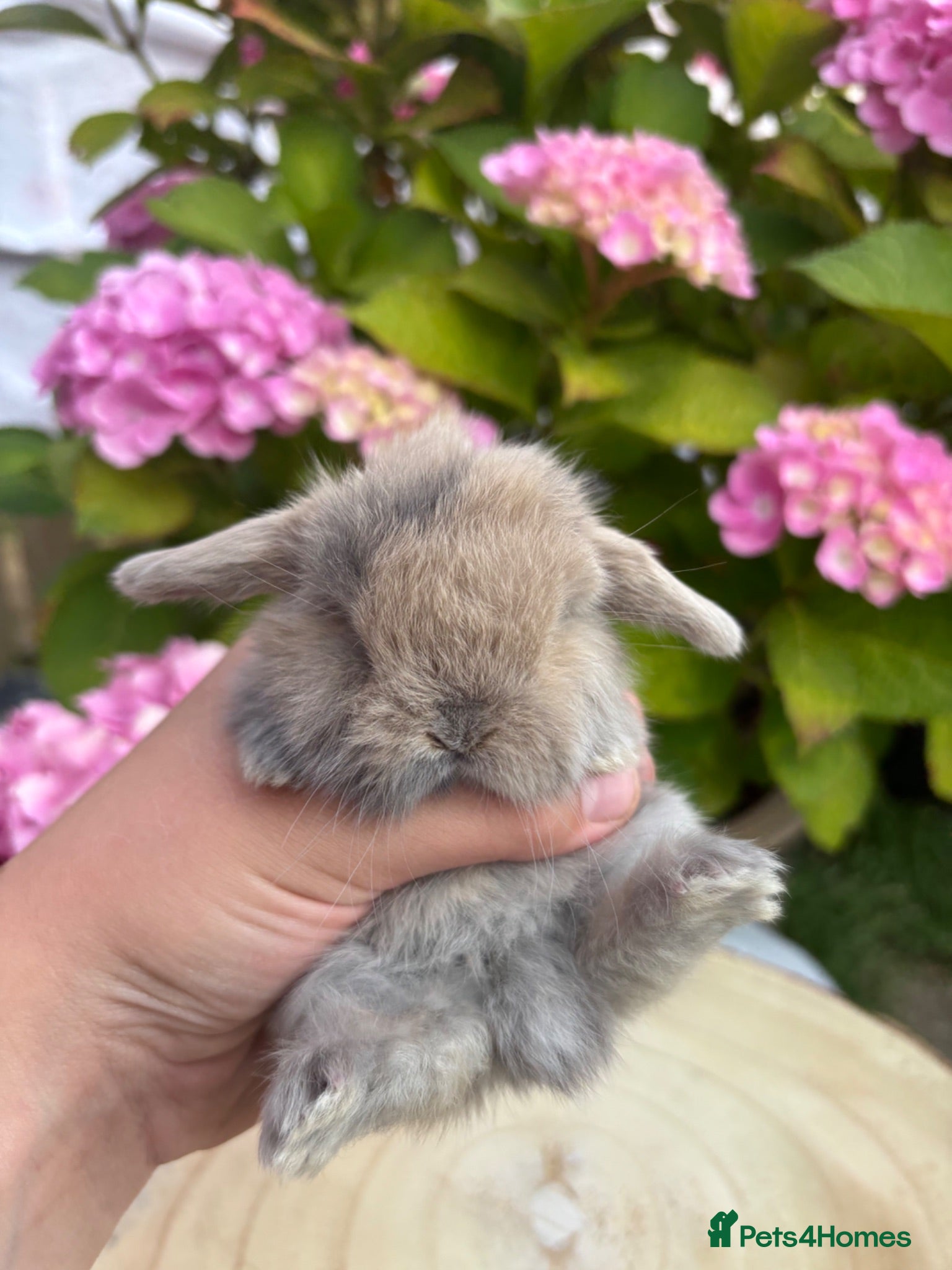 Mini Lop rabbits Mini lops looking for 5⭐️ 🏡 - Advert 5
