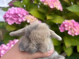 Mini Lop rabbits Mini lops looking for 5⭐️ 🏡 - Advert 5