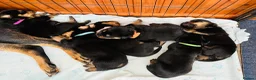 Mixed Breed dogs for sale: Rottweiler Doberman mix in Berwick-upon-Tweed - Advert 16