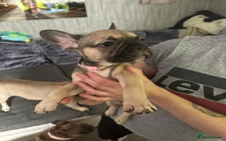 French Bulldog dogs for sale: Amazing french bulldog  - Image 8