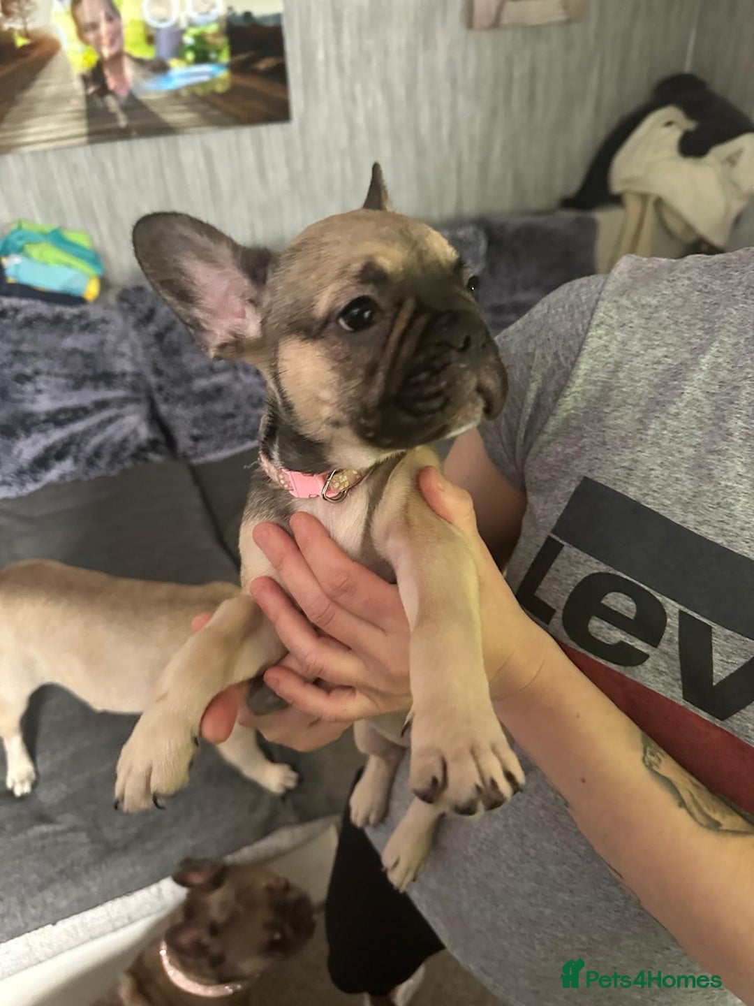 French Bulldog dogs for sale: Amazing french bulldog  - Image 8