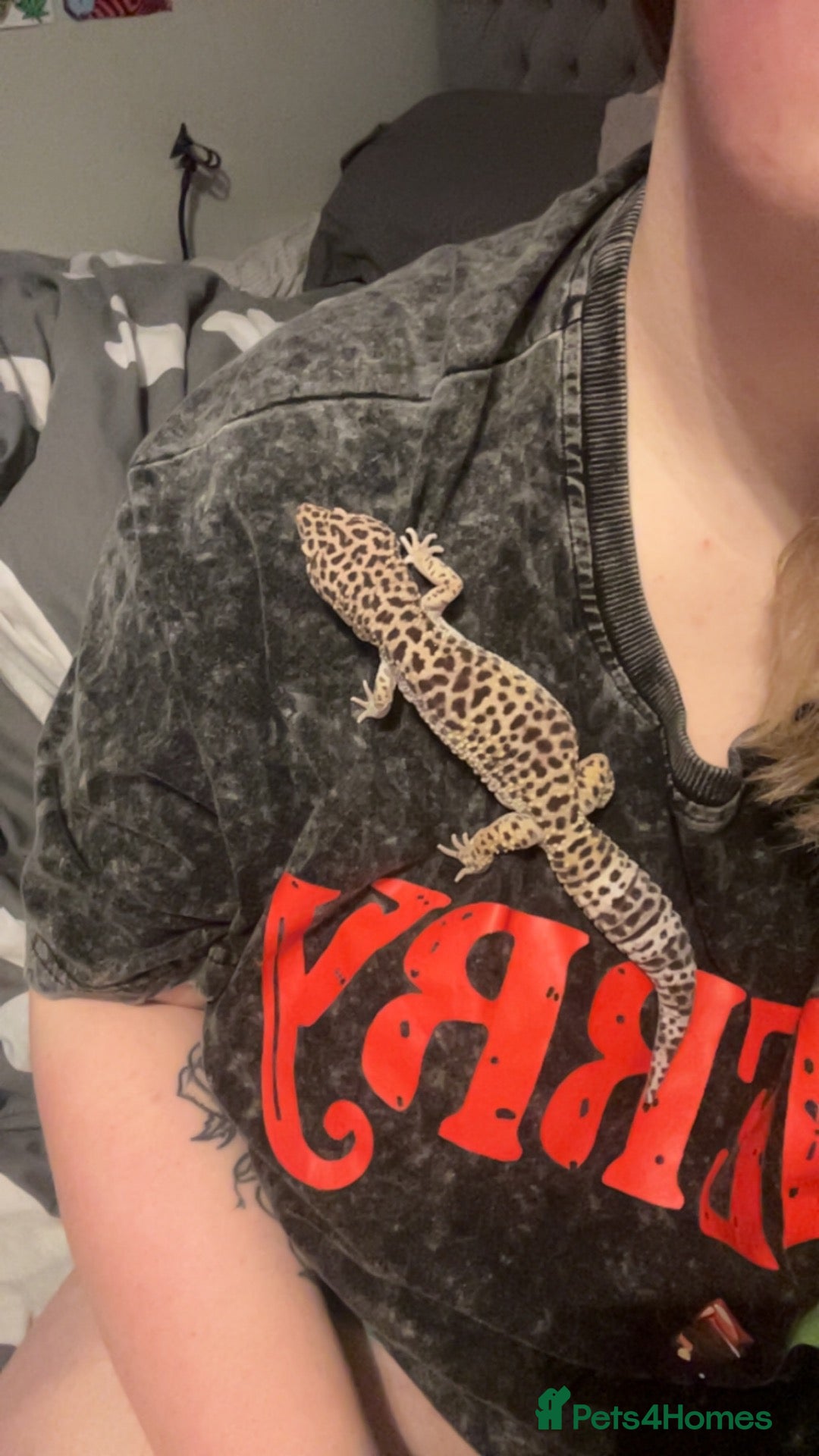 Leopard Gecko reptiles for sale: Leopard gecko and enclosure and spray bottle  - Advert 2