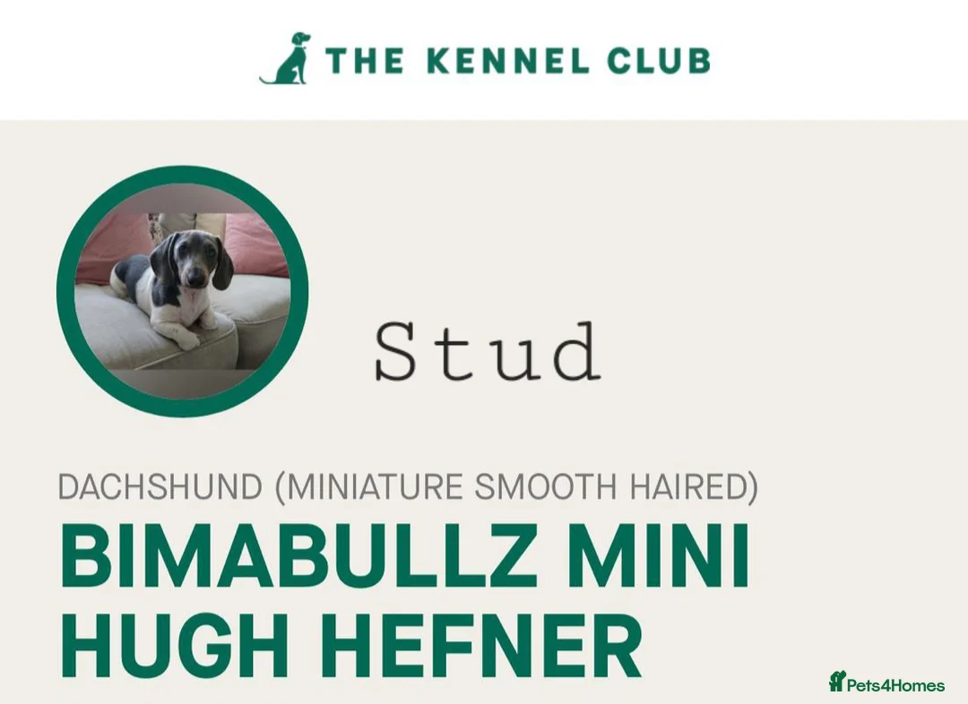 Miniature Dachshund dogs for sale: REDUCED - KC Isabella male left mini daxi  - Advert 8