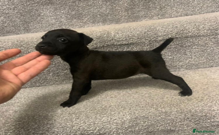 Patterdale Terrier dogs - Advert 2