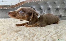 Miniature Dachshund dogs for sale: Miniature Dachshund Puppies ONE LEFT - Image 18