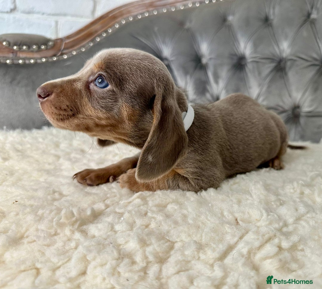 Miniature Dachshund dogs for sale: Miniature Dachshund Puppies ONE LEFT - Image 18