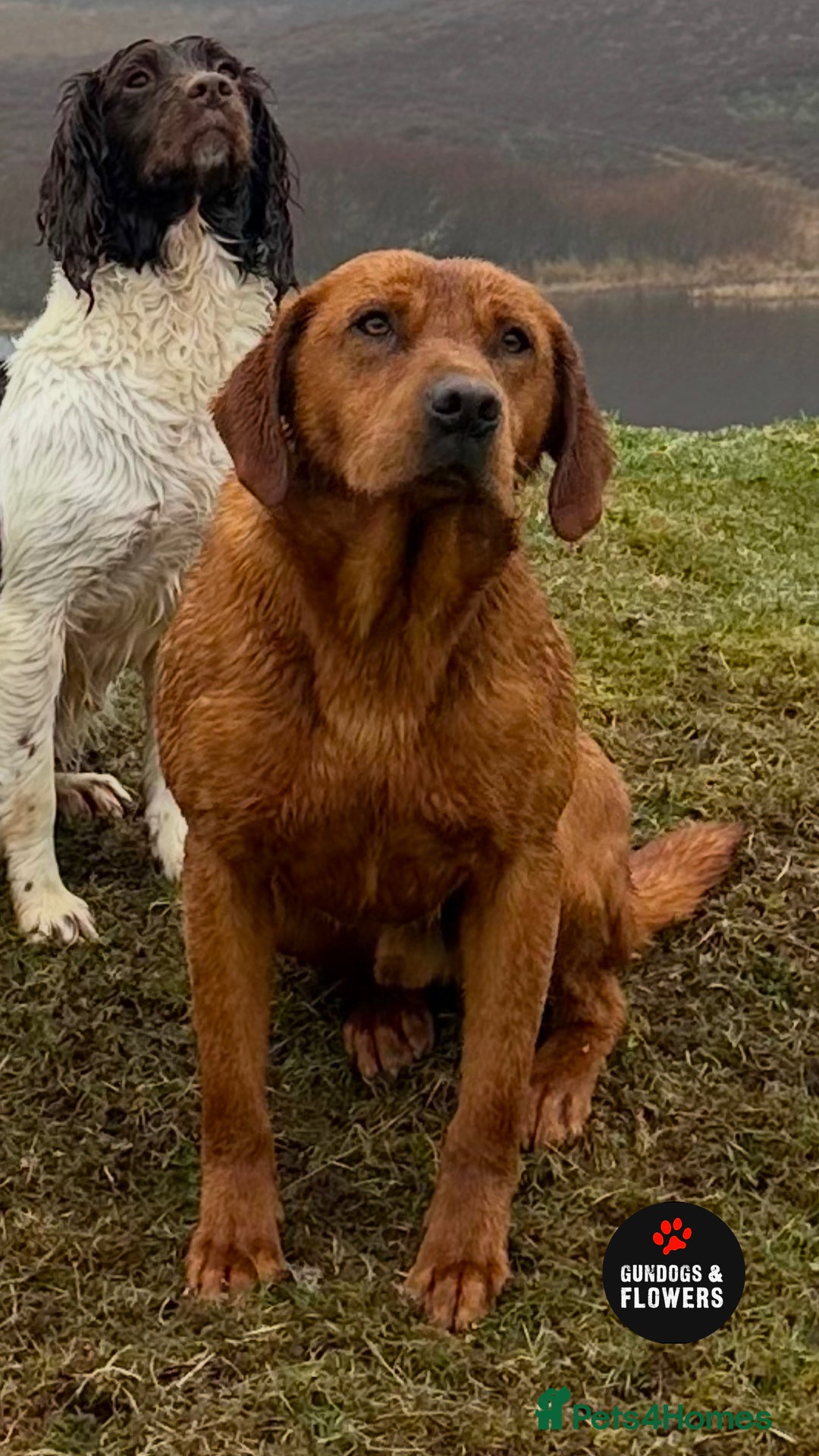 Labrador Retriever dogs for sale: KC REG LABRADORS /FULLY HEALTH TESTED PARENTS ⭐️🏆 - Advert 6