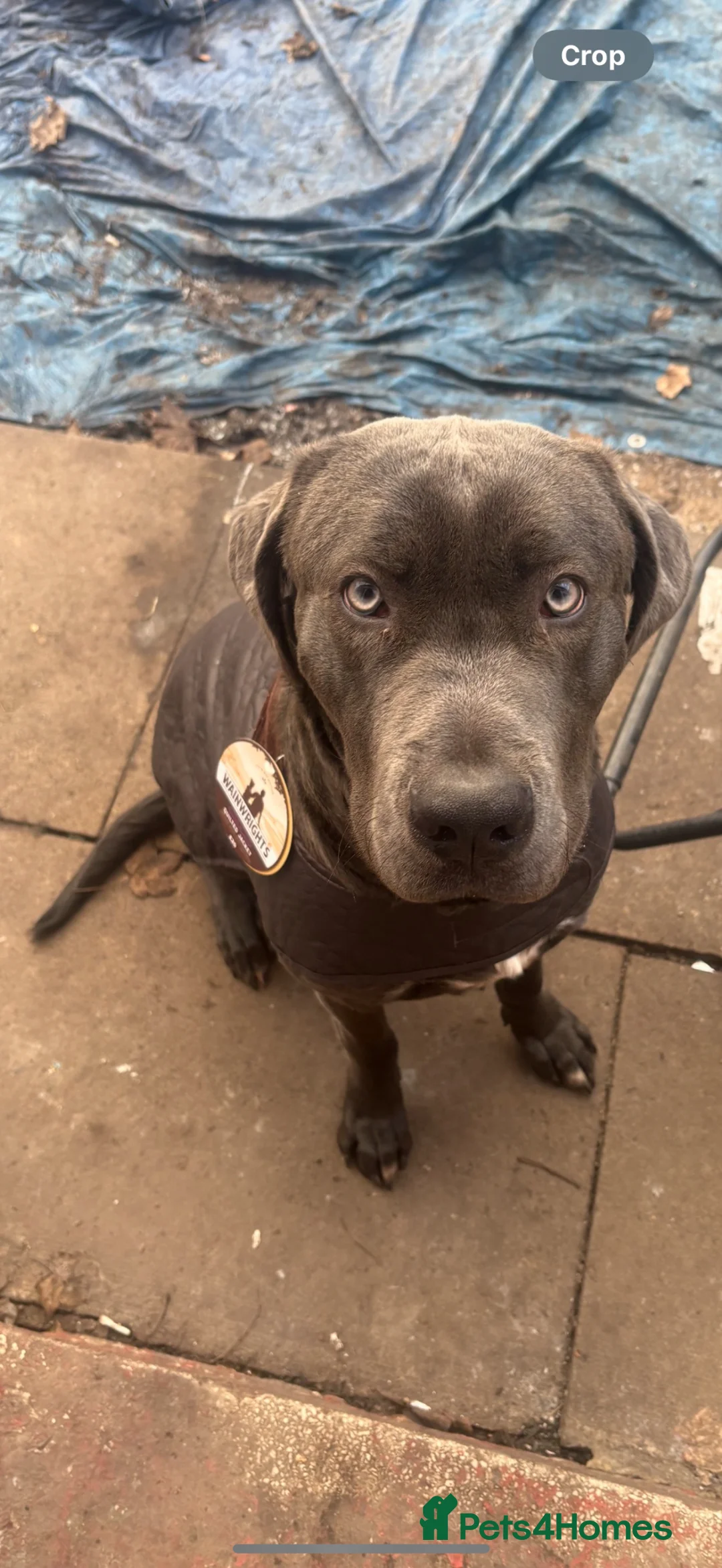 Mixed Breed dogs for stud: Reggie - Advert 1