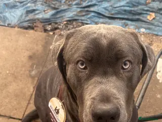 Mixed Breed dogs Reggie - Advert 5