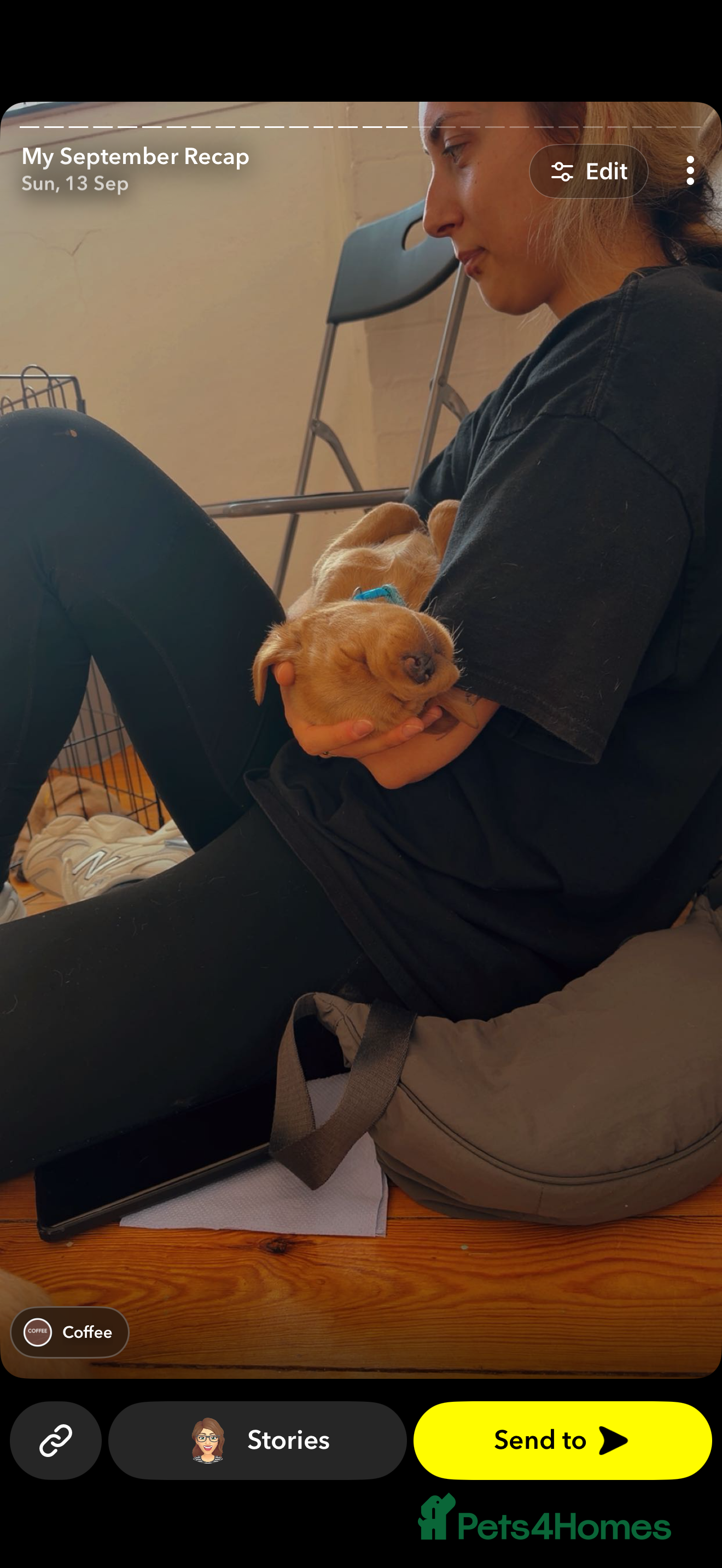 Labrador Retriever dogs 🌟 last boy remaining 🌟 - Advert 2