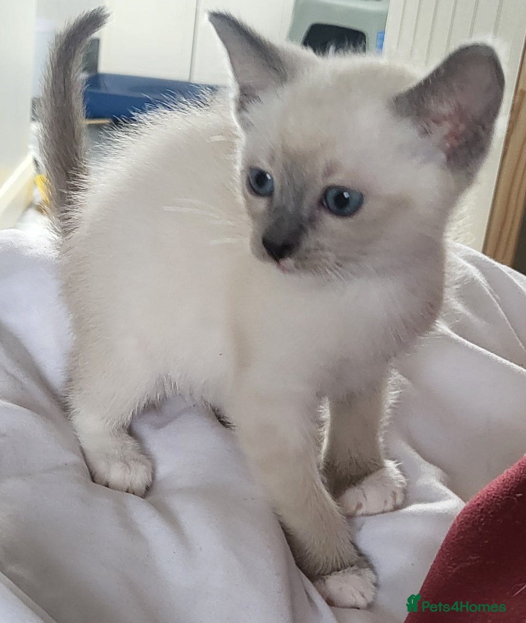 Snowshoe cats for sale: Full Pedigree Snowshoe Kittens - Image 10
