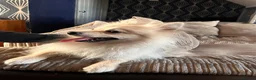 Pomchi dogs for sale: Beautiful family raised Pomchi puppies 💗 - Advert 9