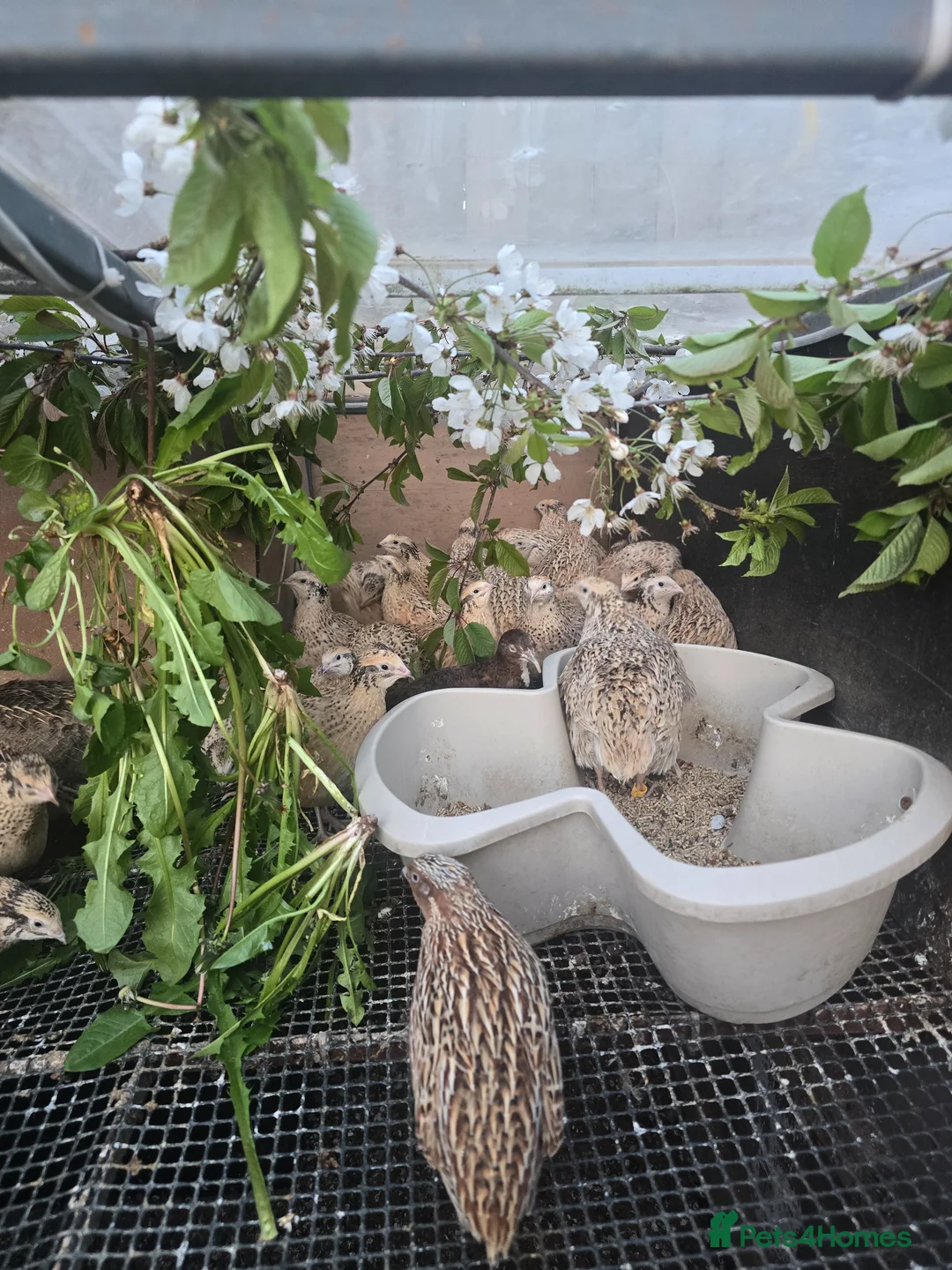 Quail poultry for sale: Quails and quails eggs &jambo males - Advert 1