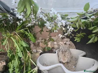 Quail poultry Quails and quails eggs - Advert 14