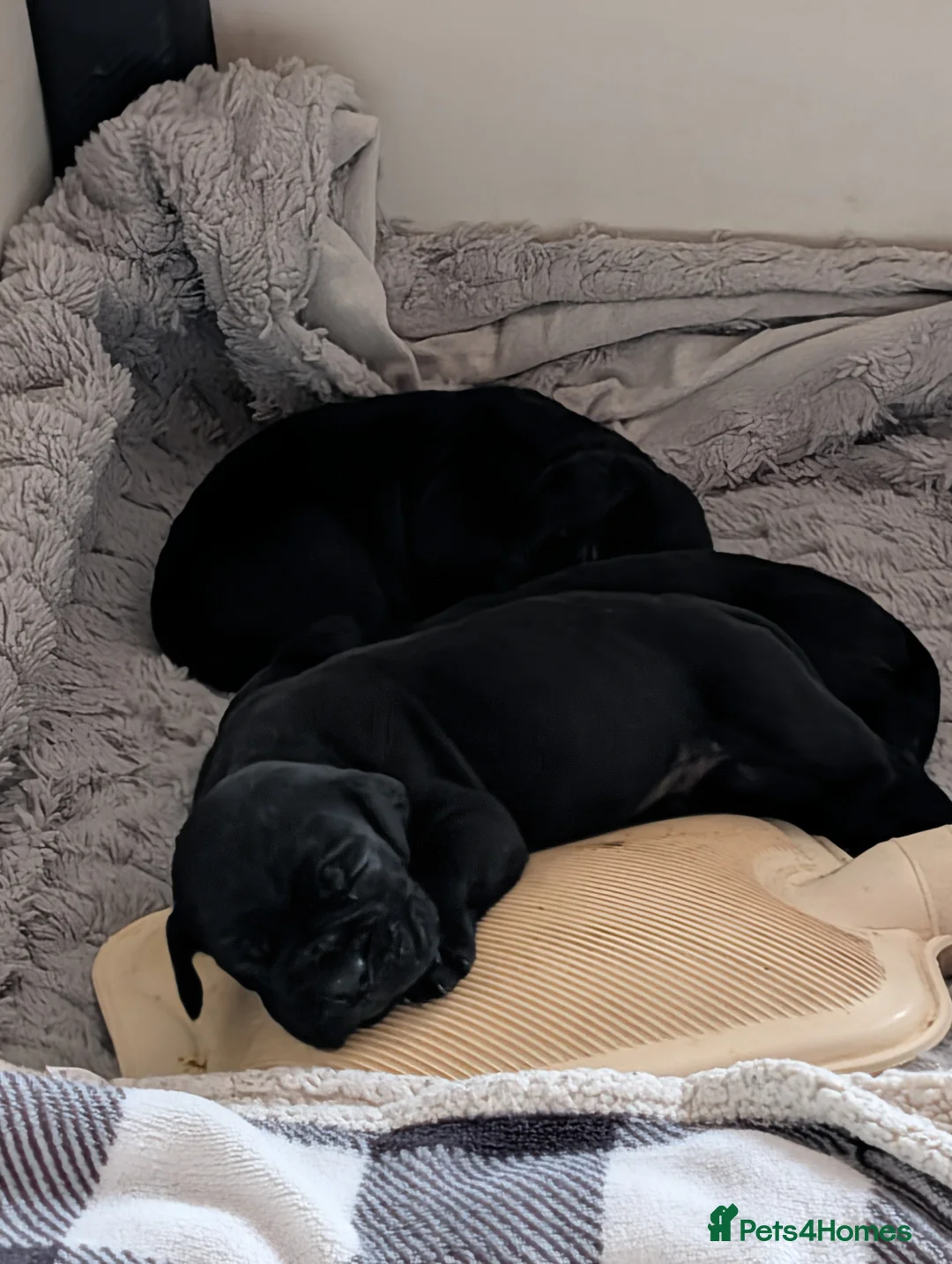 Cane Corso dogs for sale: Cane corso puppies  - Advert 15