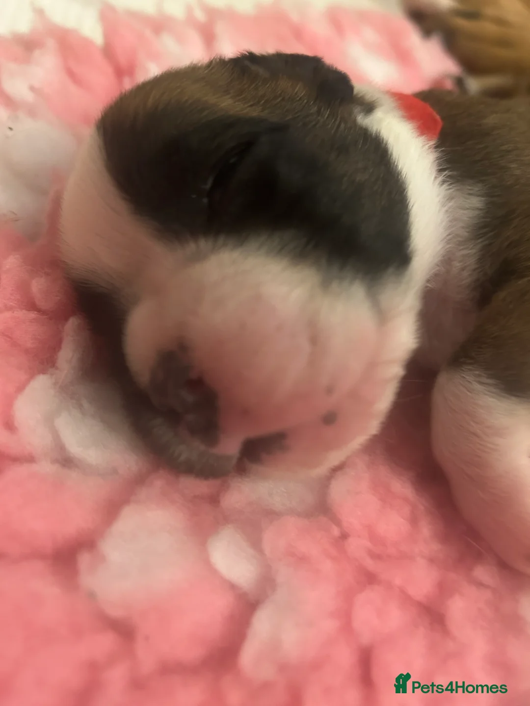 Boxer dogs for sale: Exceptional Litter - World Champion Bloodline  - Advert 26