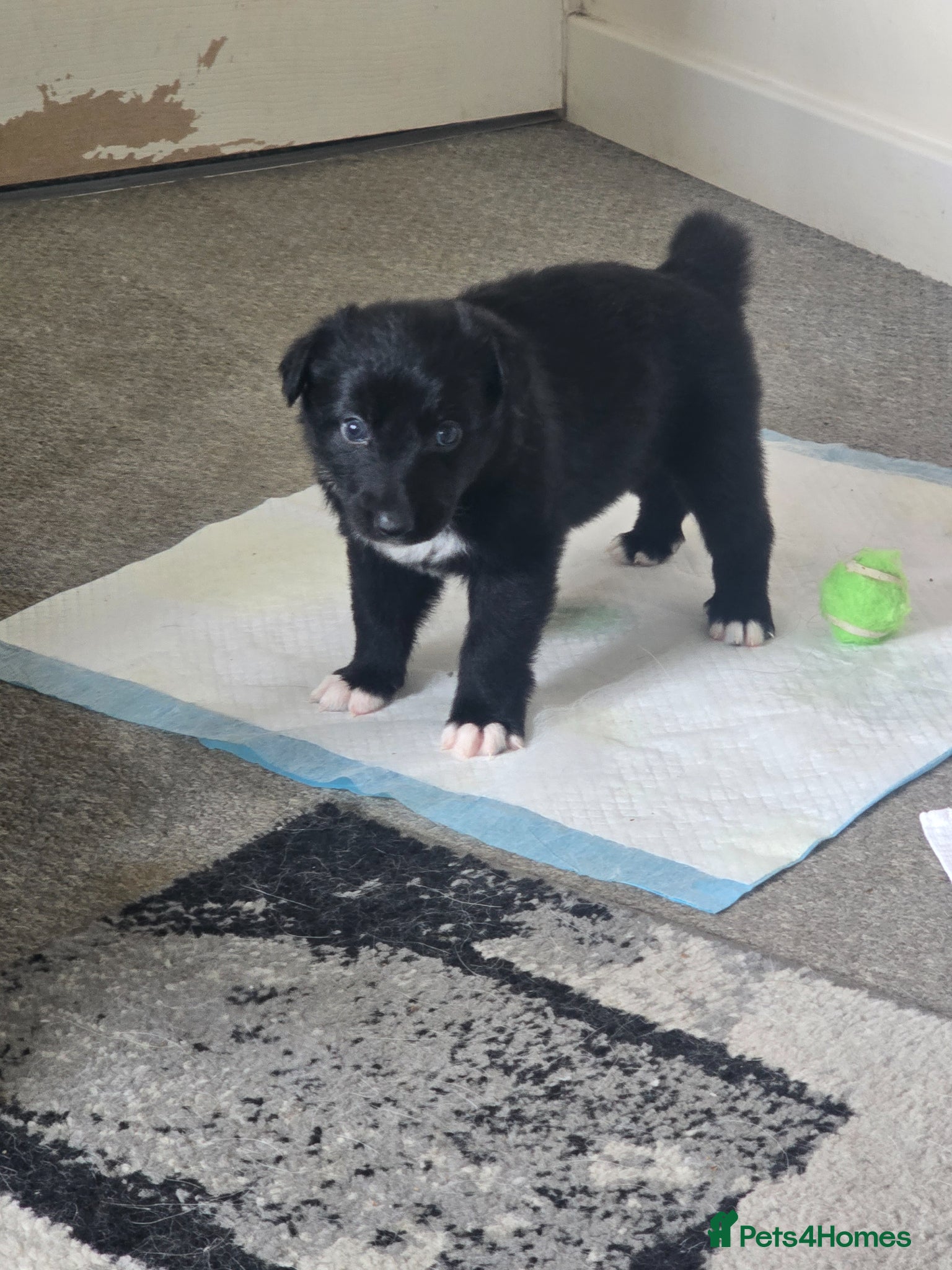 Mixed Breed dogs 💕8 black beautiful shollie pups💕 - Advert 17