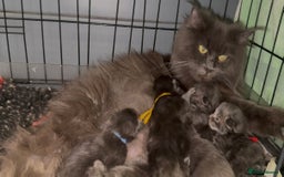 Maine Coon cats for sale: XL maine coon kittens Russia bloodlines Ready Now in Spalding - Image 7