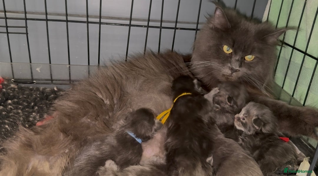 Maine Coon cats for sale: XL maine coon kittens Russia bloodlines Ready Now in Spalding - Image 7