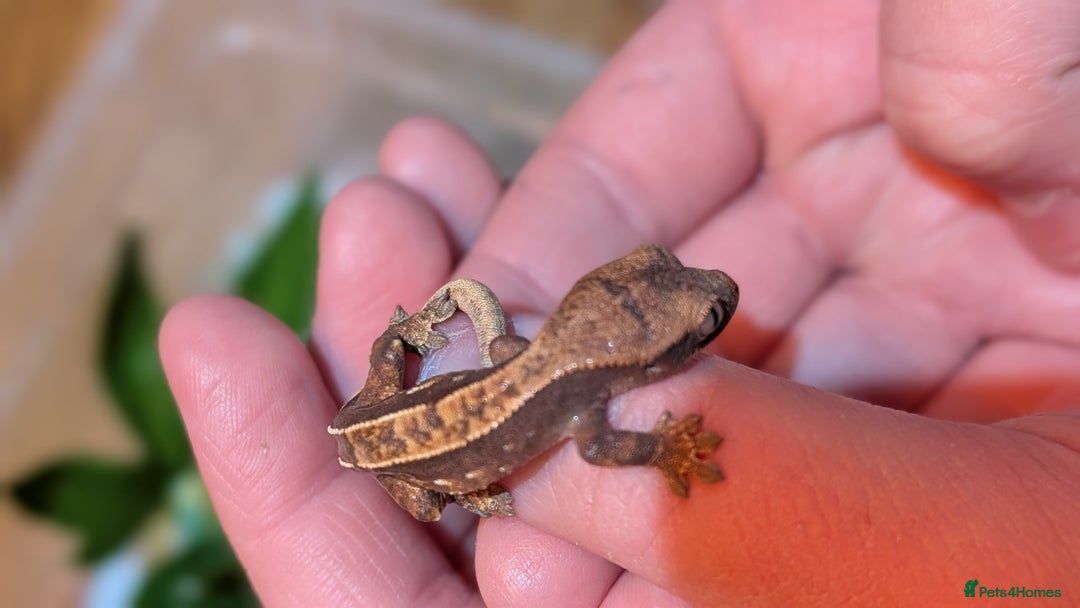 Gecko reptiles for sale: Crested Gecko Babies - Advert 9