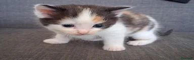 Maine Coon Kitten 4