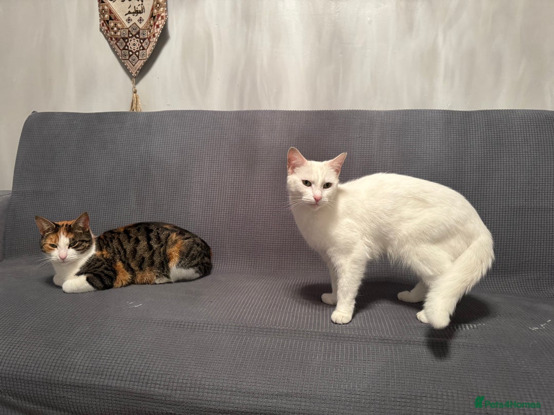 British Shorthair cats for sale: cute cats  - Advert 7