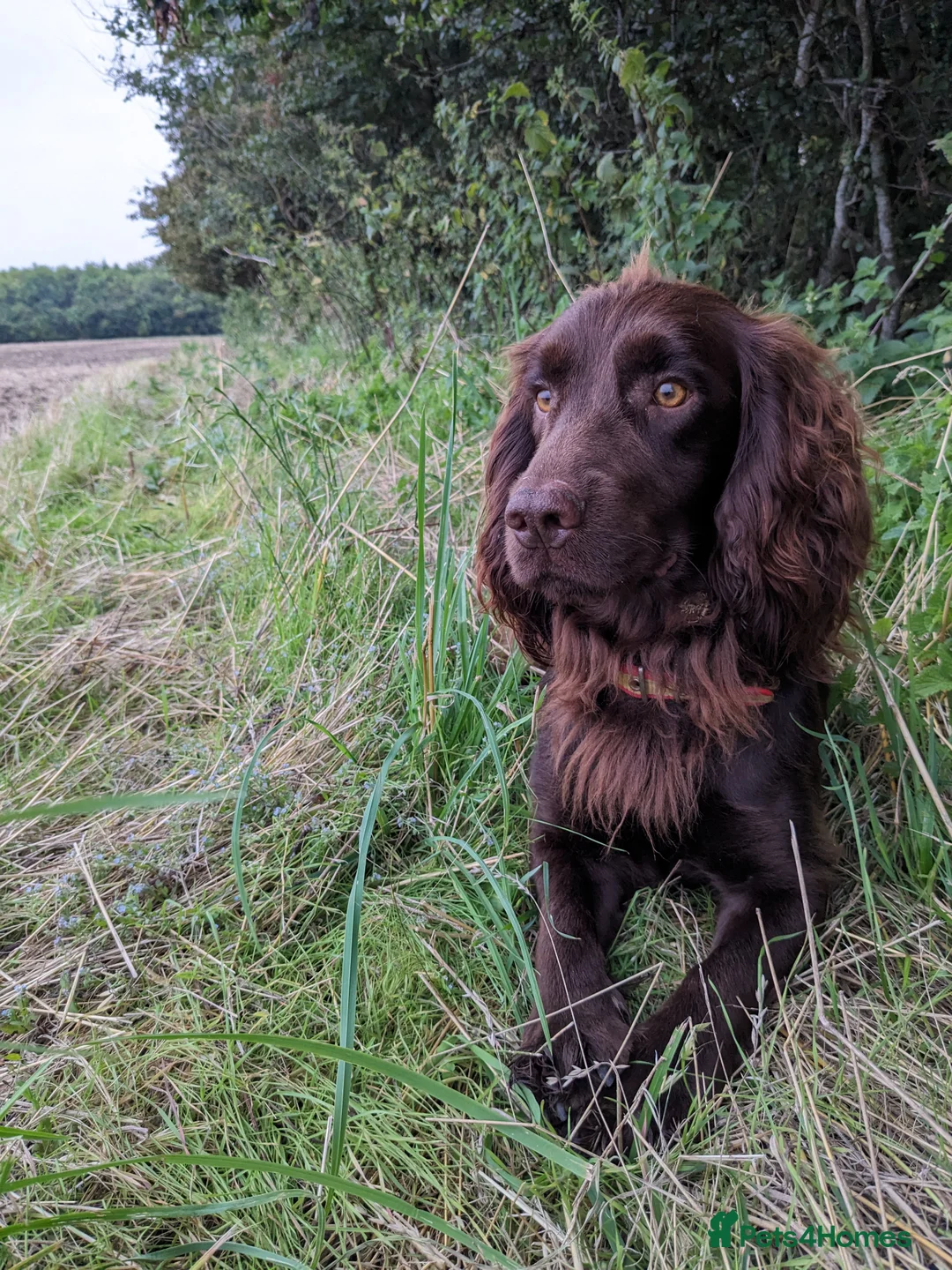 Cocker Spaniel dogs for stud: Liver Cocker Stud – KC Reg, Proven, Family Pet in Nuneaton - Advert 5
