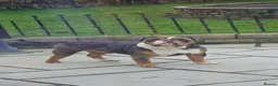 Dorset Olde Tyme Bulldogge dogs for stud: Kc Registered Blue Tri Merle Boy  in Stoke-on-Trent - Advert 4