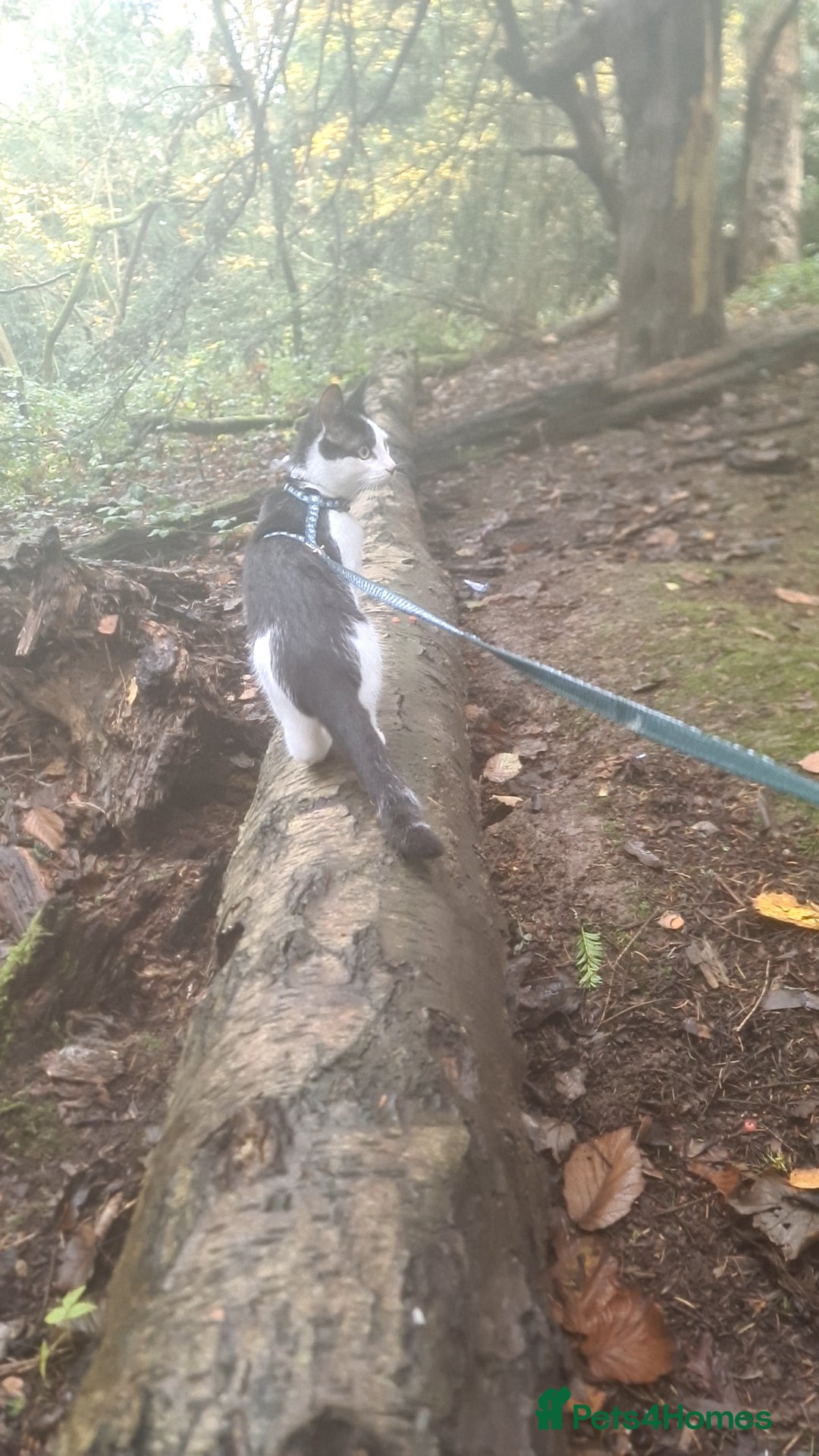 Domestic Shorthair cats for sale: jayjay  - Advert 3