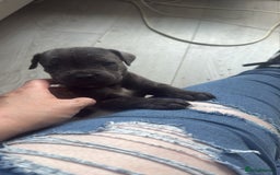 Cane Corso dogs for sale: Beautiful Cane Corso puppies for sale  - Image 14