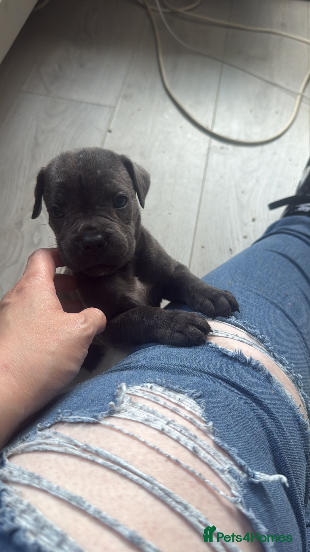 Cane Corso dogs for sale: Beautiful Cane Corso puppies for sale  - Image 14