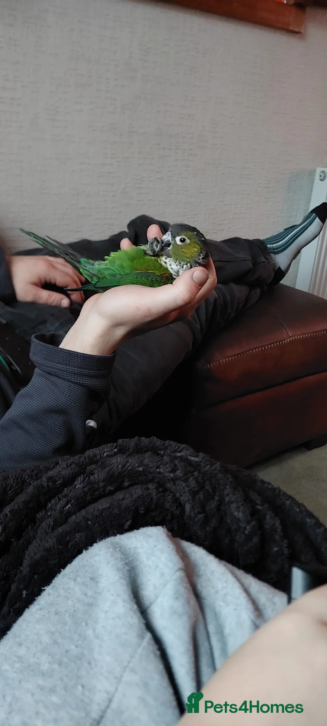 Conures birds for sale: Very tame and friendly GCC looking for a new home in Ripley - Advert 2