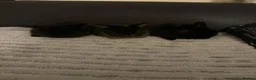 Mini Lion Lop rabbits for sale: 3x boy bunnies pure black  - Advert 10