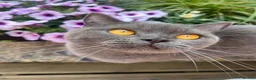 British Shorthair cats for sale: British Shorthair Lilac Boy for Sale ✨ - Advert 6