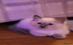 Ragdoll cats for sale: Ragdoll Kittens, One male and one female.  - Image 8