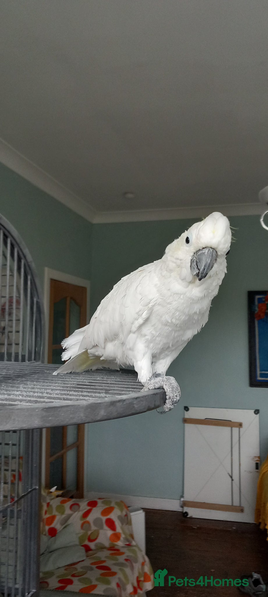 Cockatoo birds Cockatoo for sale - Advert 2