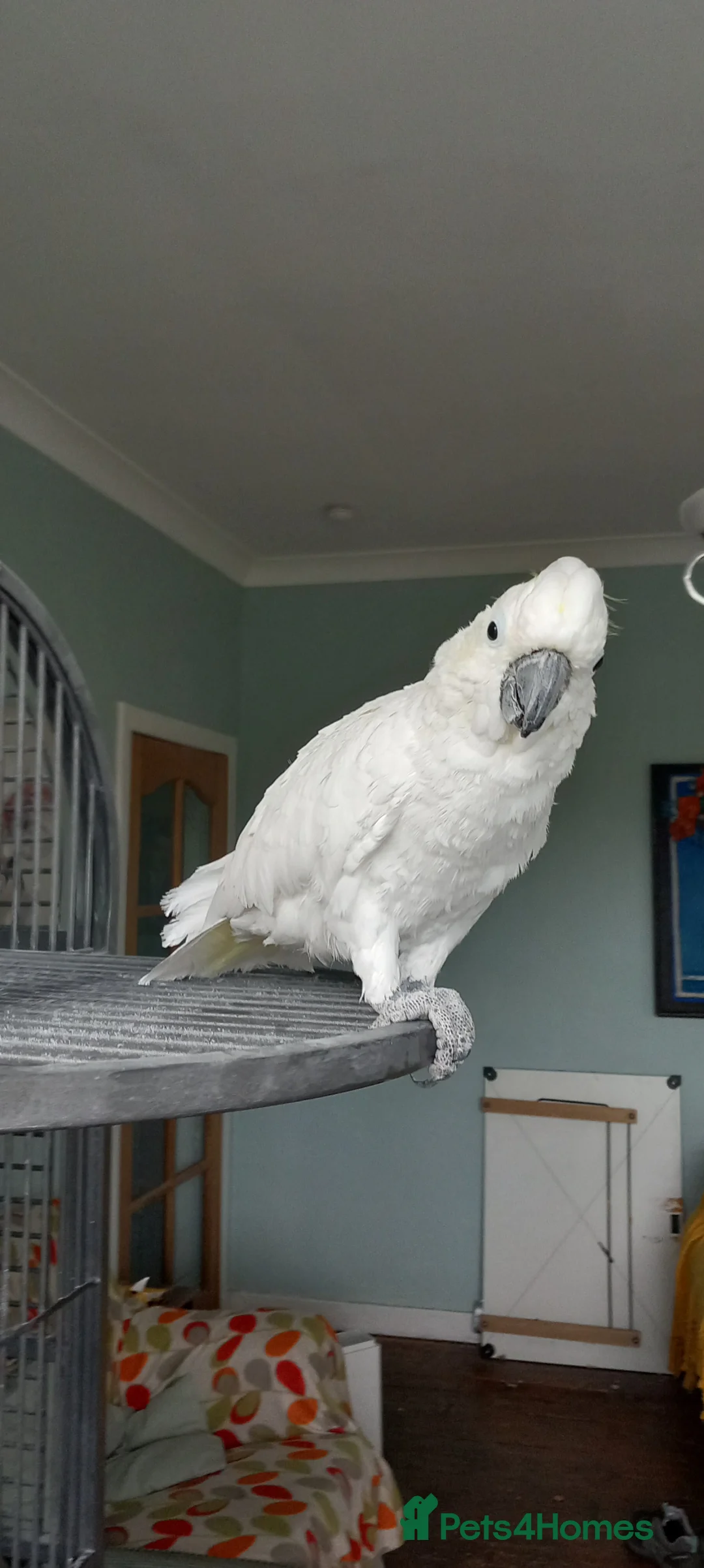 Cockatoo birds for sale: Cockatoo for sale in Glasgow - Advert 2