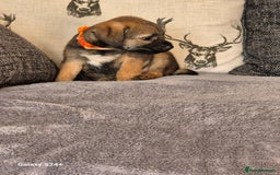 Border Terrier dogs for sale: Stunning border terrier puppys - Image 17