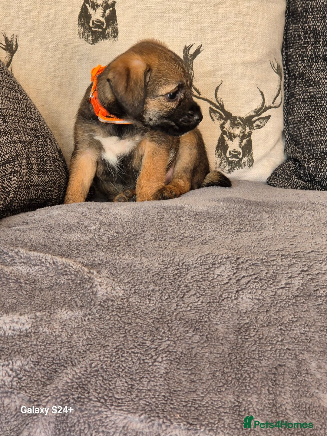 Border Terrier dogs for sale: Stunning border terrier puppys - Image 17