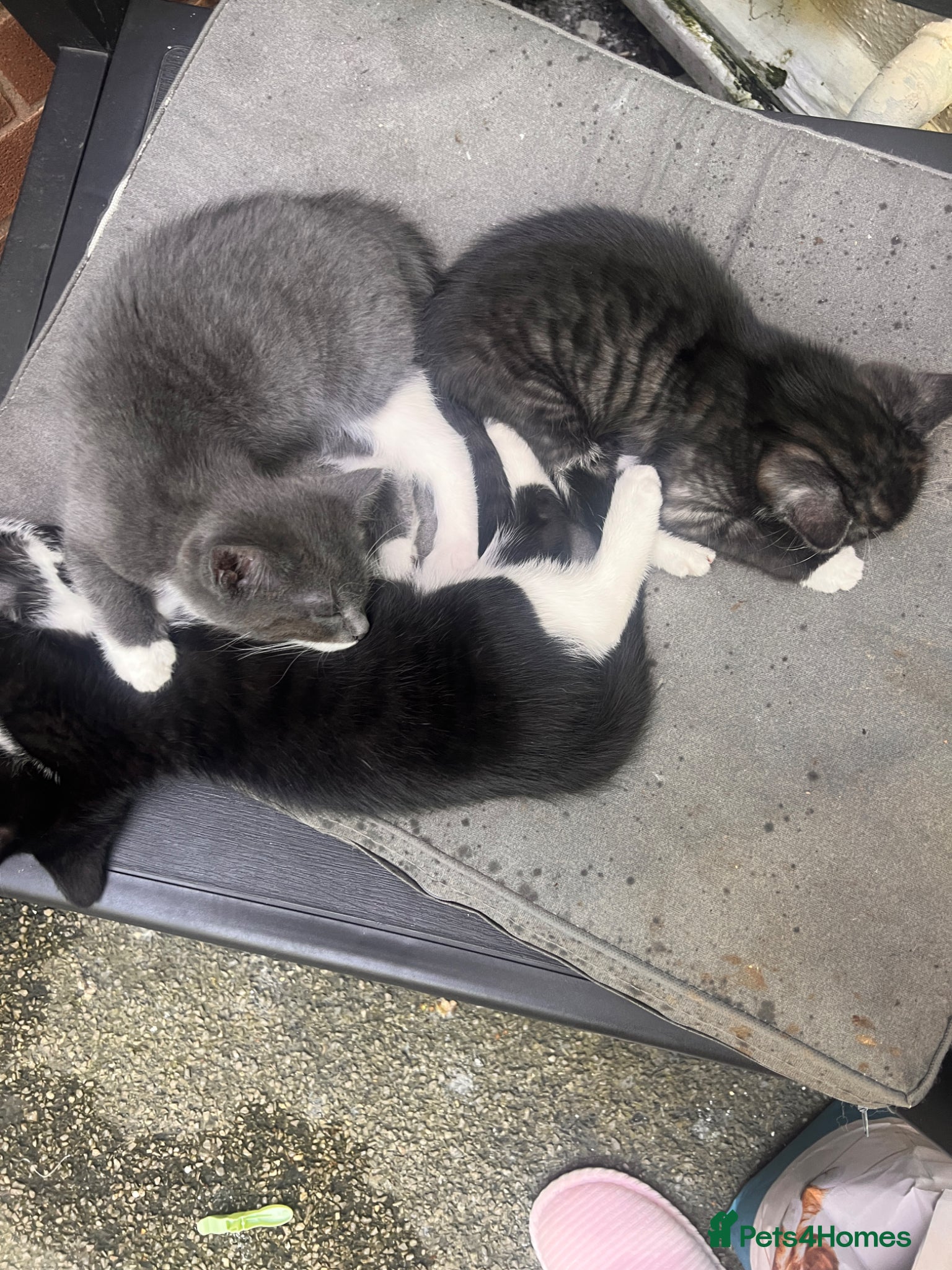 Domestic Shorthair cats for sale: 🐾 Gorgeous Kittens Ready for Loving Homes 🐾 in Nottingham - Advert 6