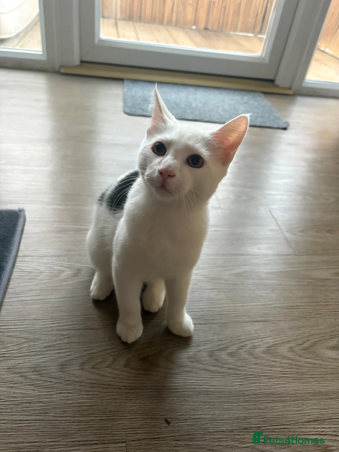 American Shorthair cats for sale: Looking to rehome due to no fault of his own  - Advert 1