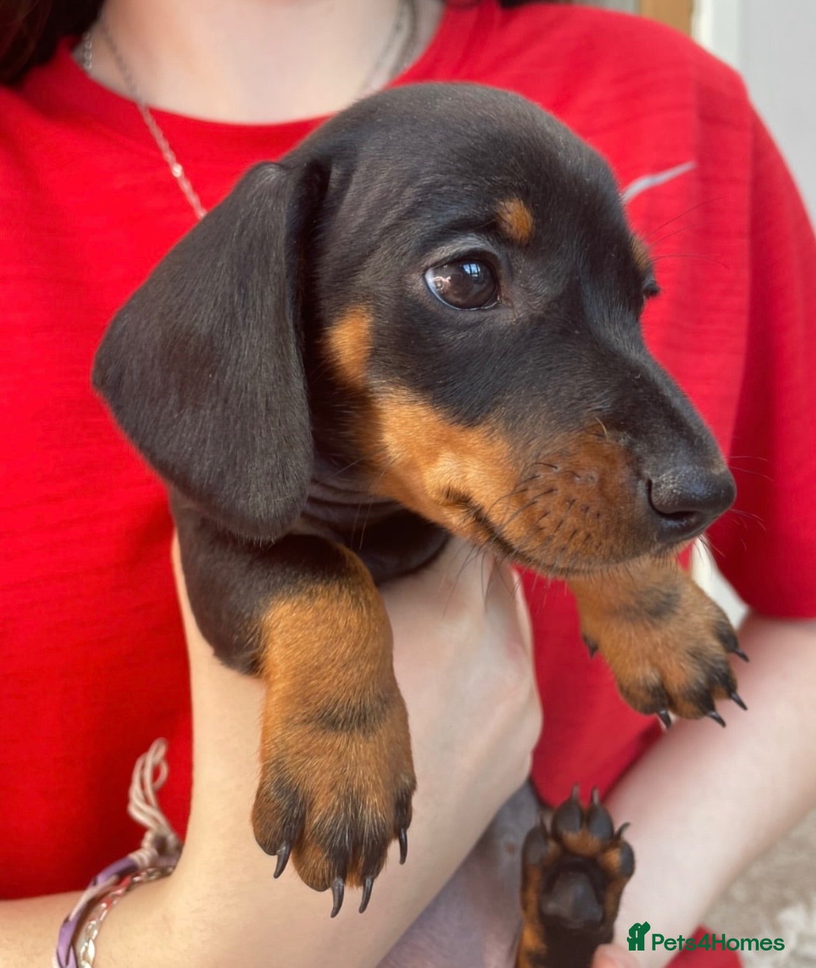 Miniature Dachshund dogs READY NOW 1 boy left ♥️ - Advert 7