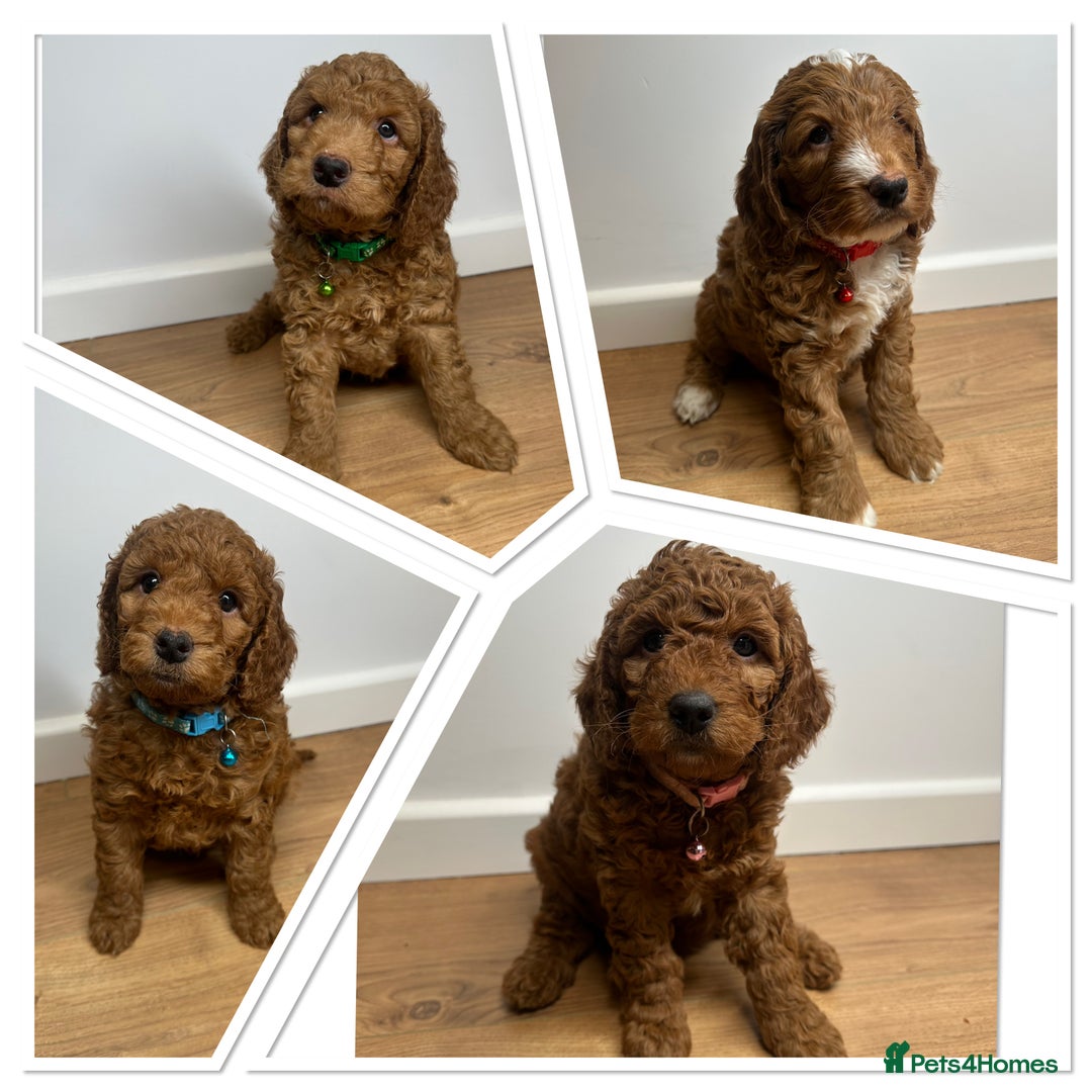 Cockapoo dogs for sale: Red Mini Cockapoo Puppies-Ready - 14 of January  - Advert 2