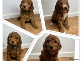 Cockapoo dogs Red Mini Cockapoo Puppies-Ready - 14 of January - Advert 7